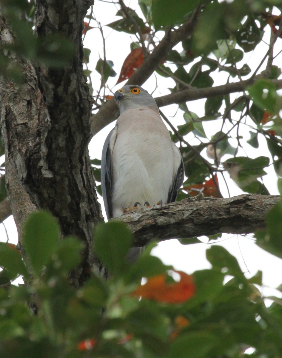 Variable Goshawk - ML63647371