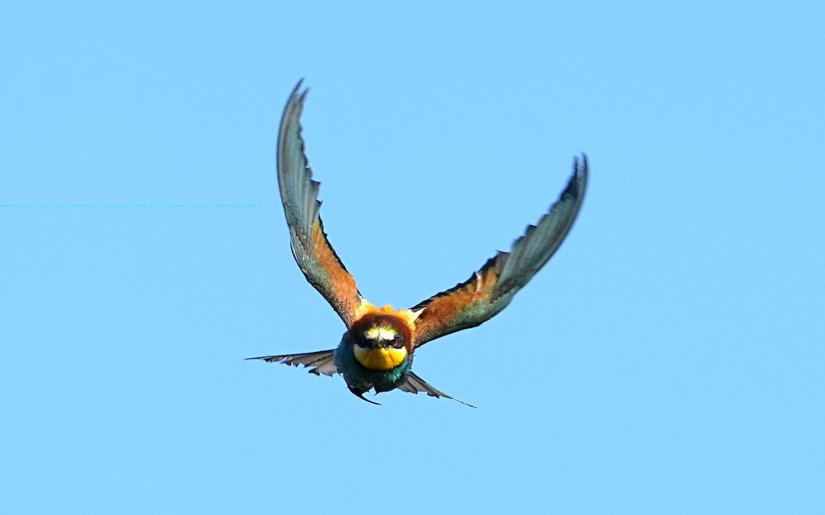 Шарга зөгийч - ML636473717