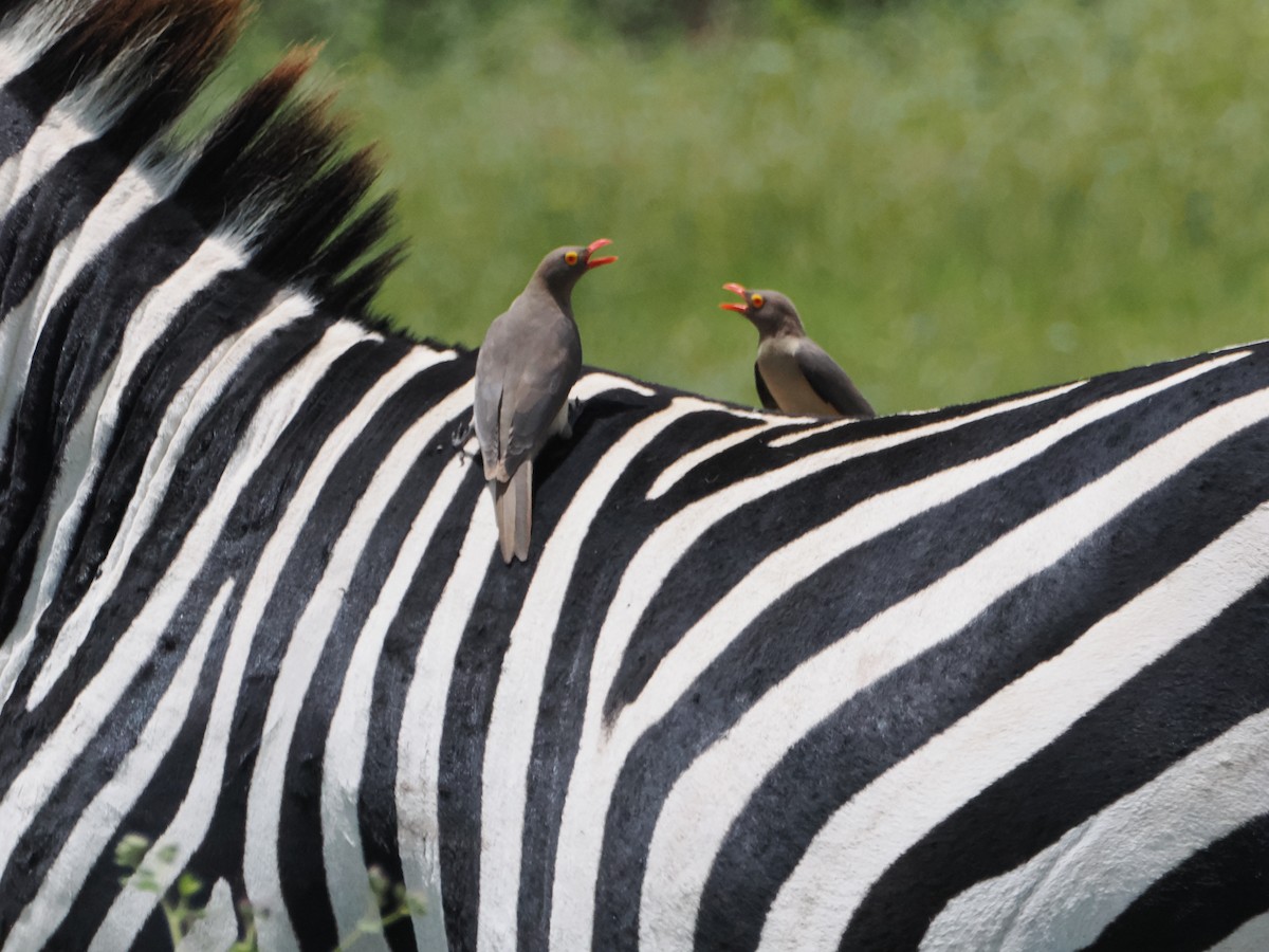 Red-billed Oxpecker - ML636473751