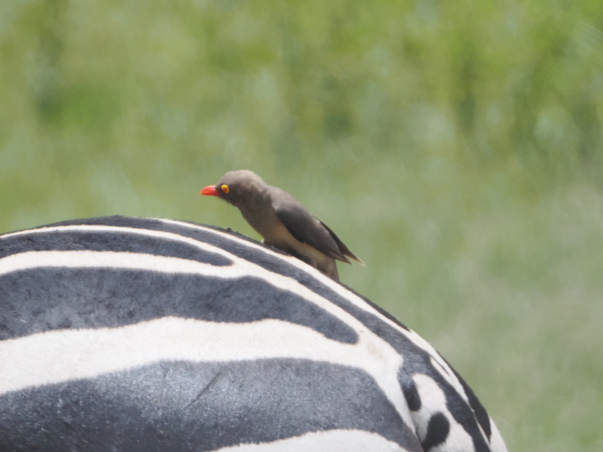 Red-billed Oxpecker - ML636473752
