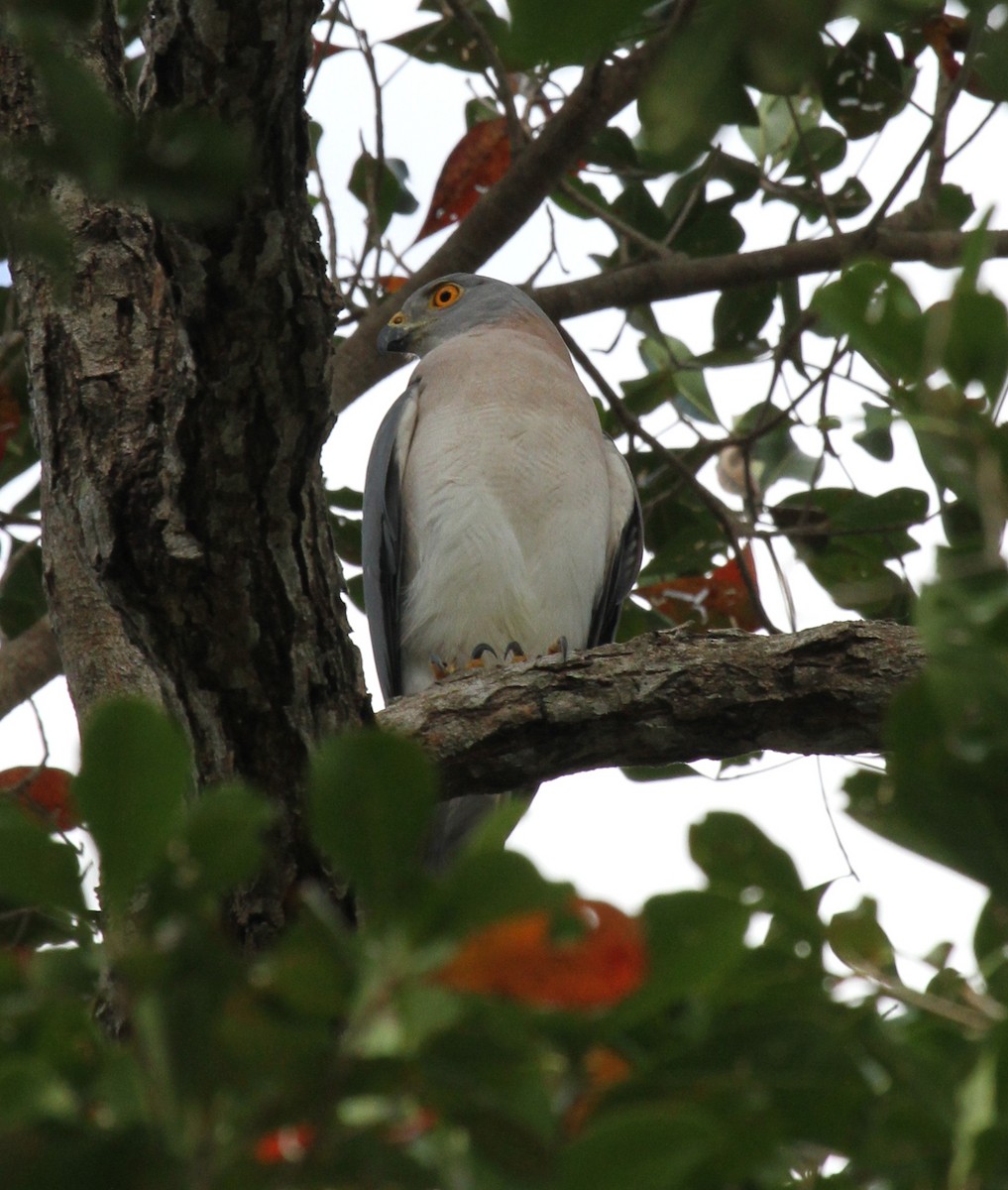 Variable Goshawk - ML63647381