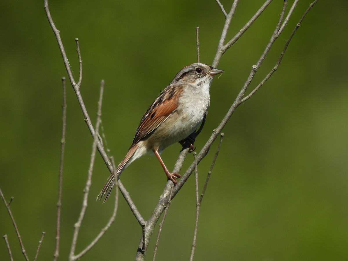 Swamp Sparrow - ML636473828