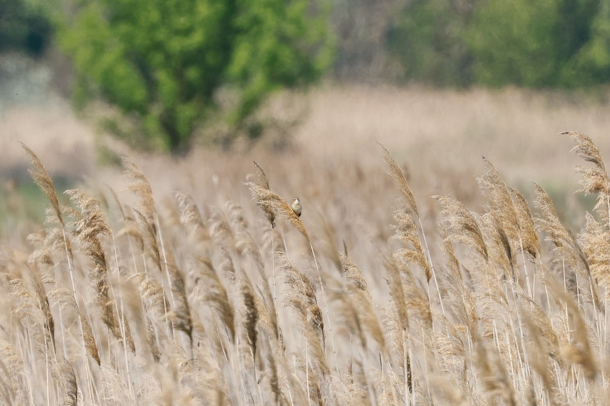 Forapaglie comune - ML636473835