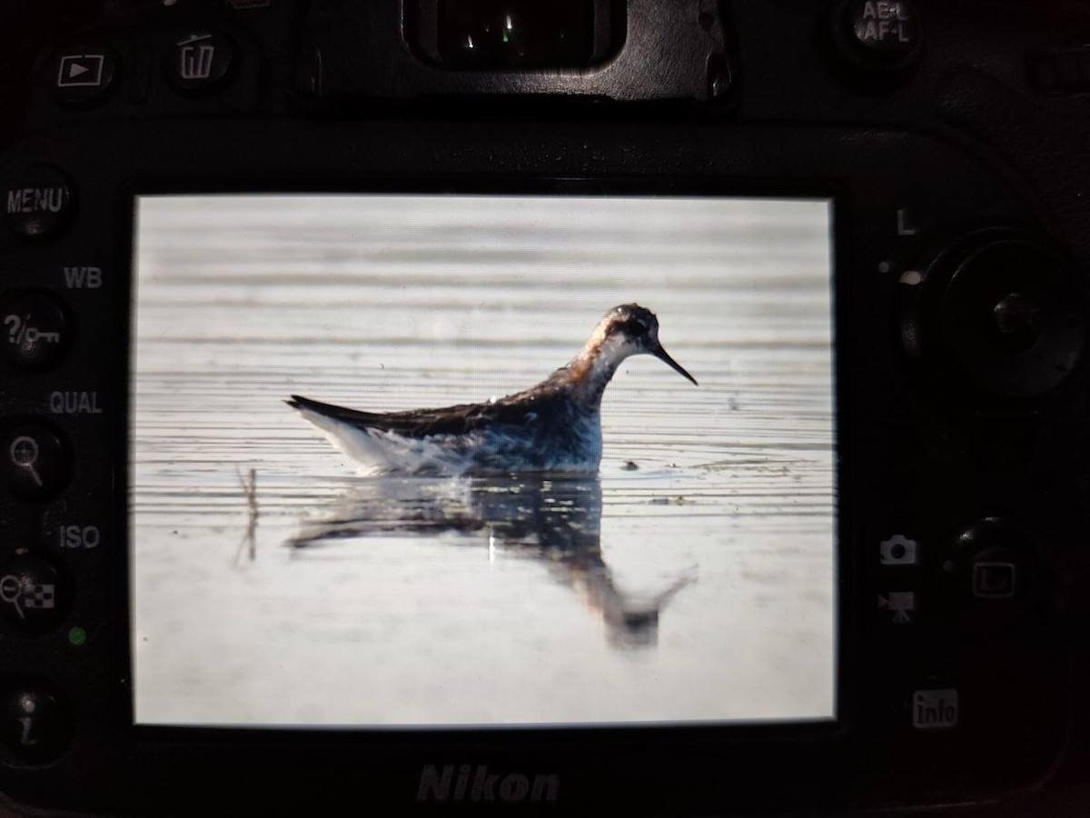 Red-necked Phalarope - ML636473894