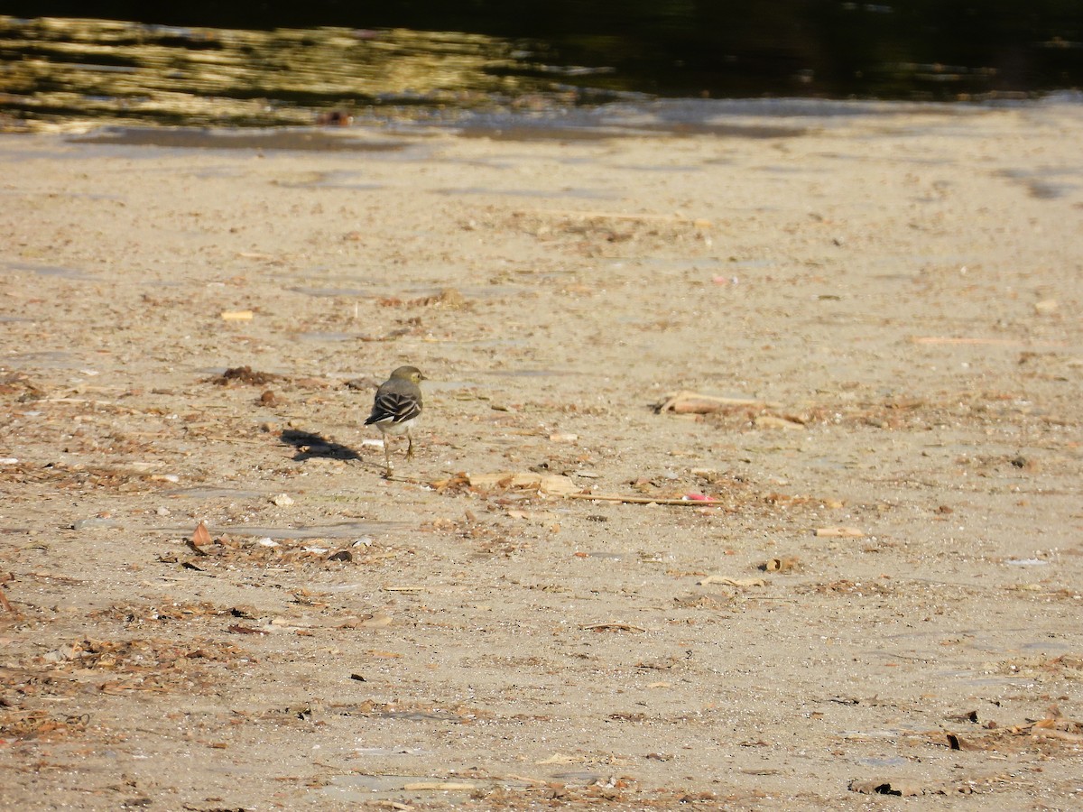 White Wagtail - ML636473913
