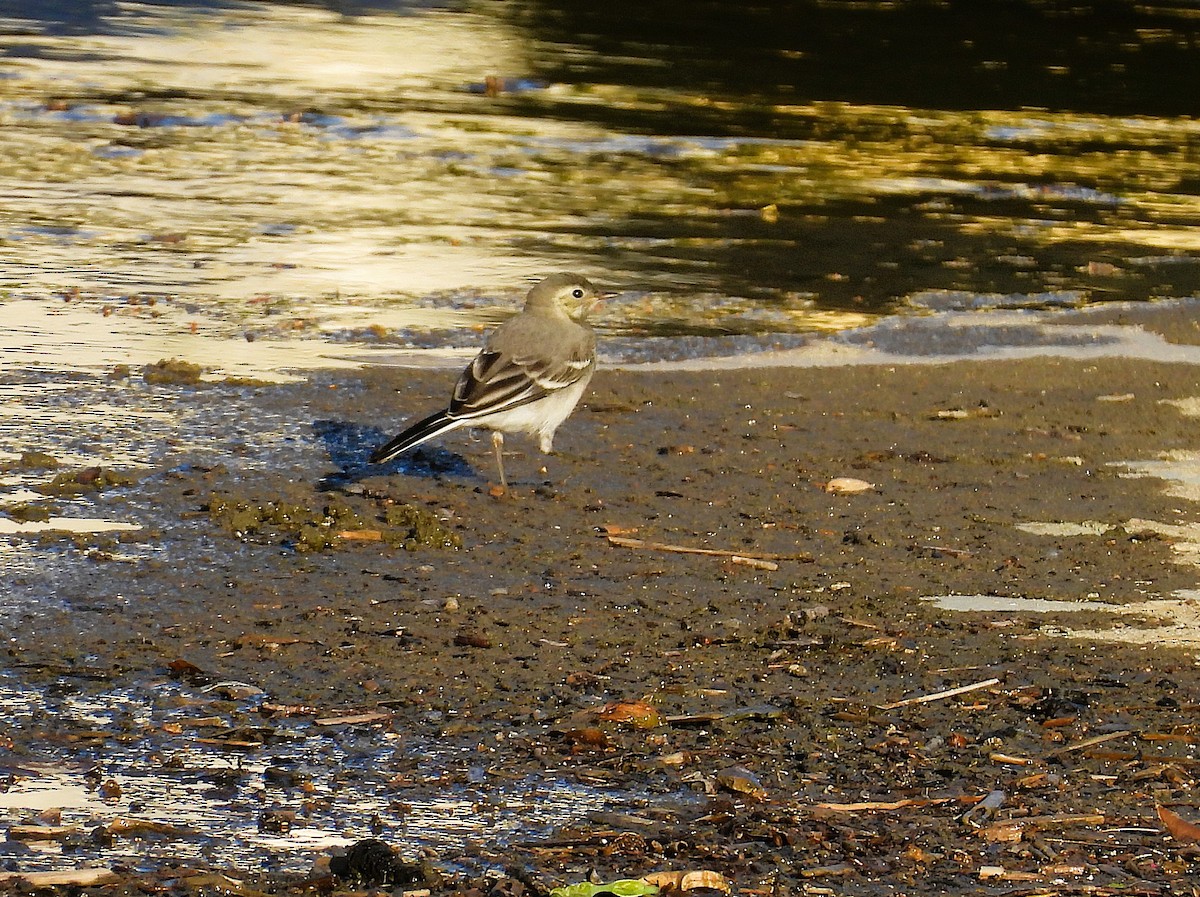 White Wagtail - ML636473914