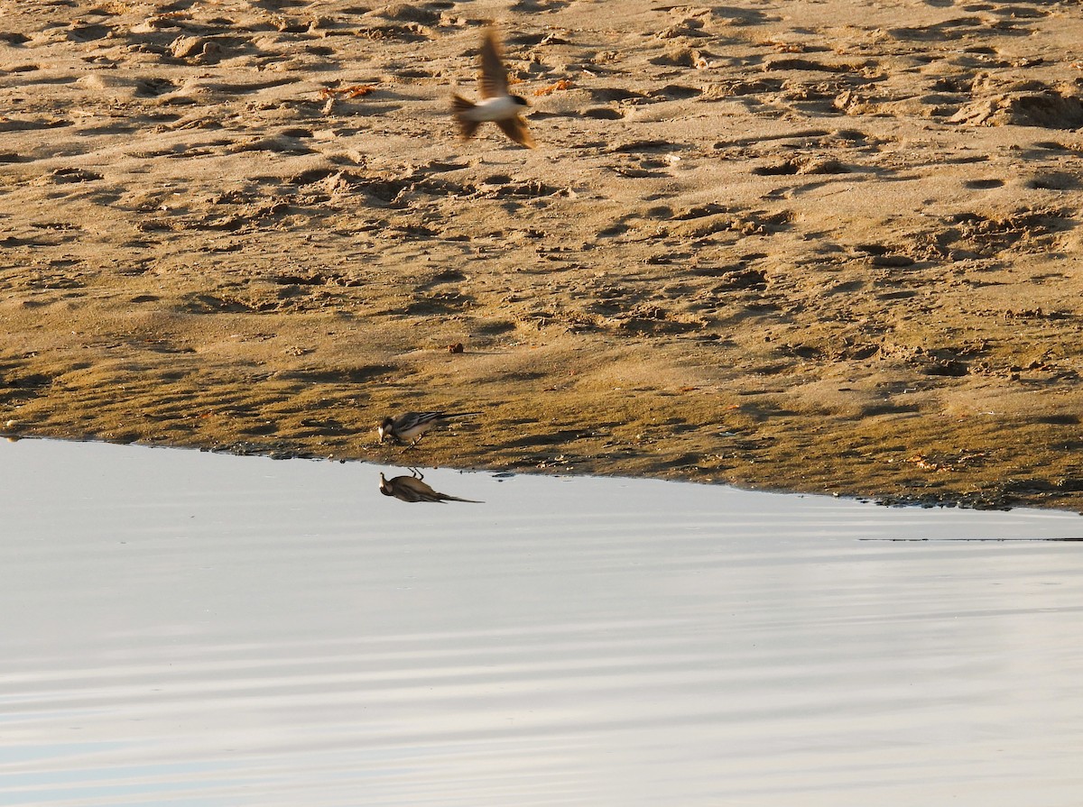 White Wagtail - ML636473915