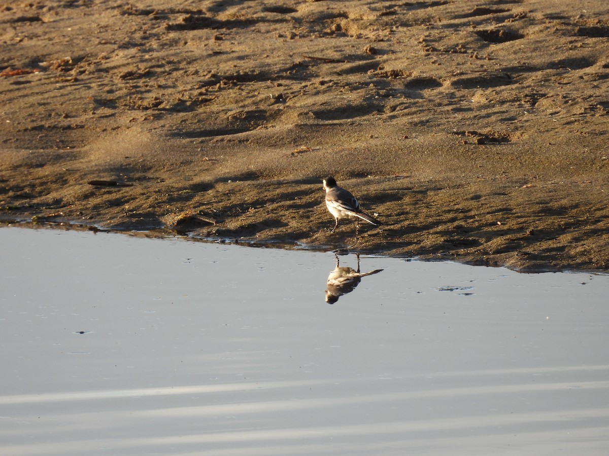 White Wagtail - ML636473916