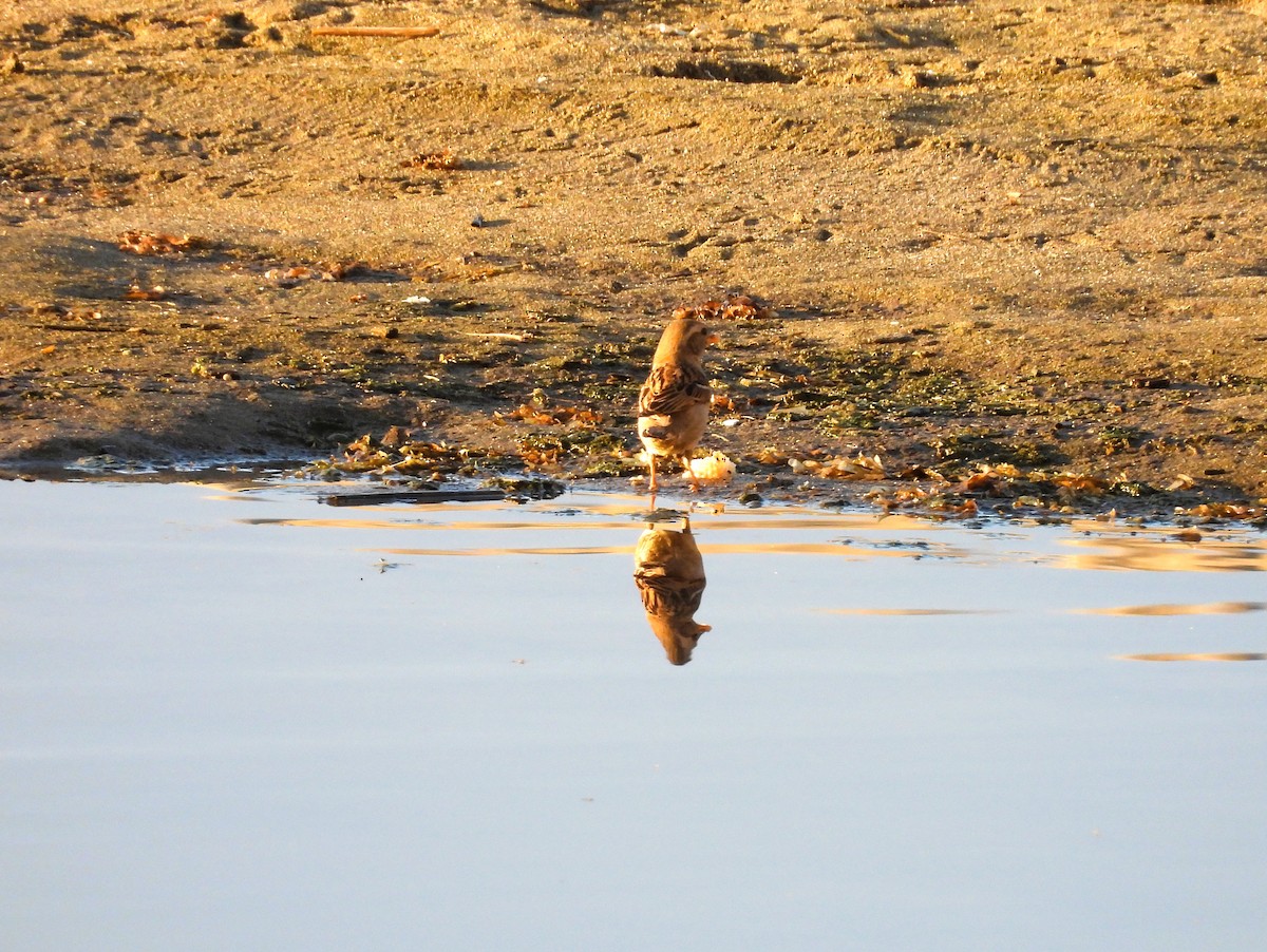 House Sparrow - ML636473929