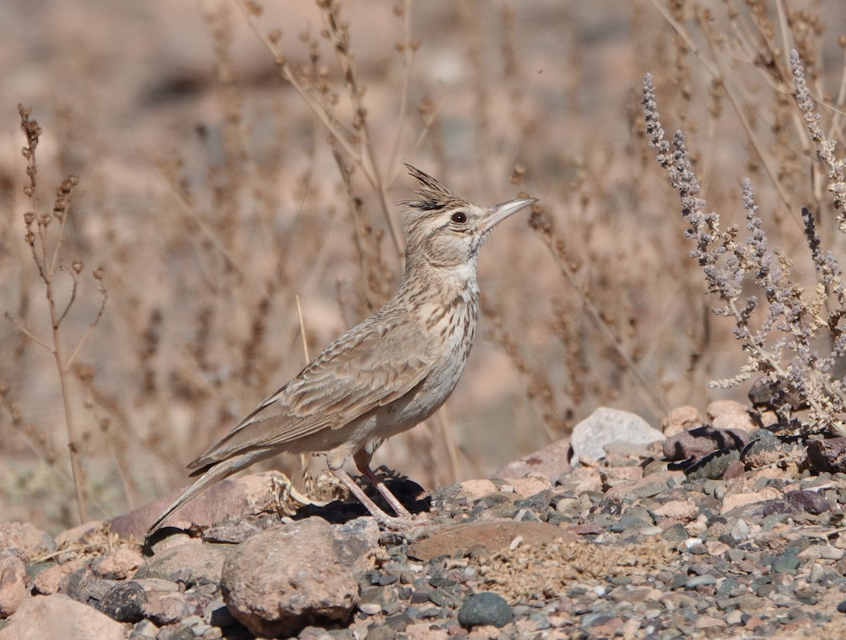 Crested Lark (Maghreb) - ML636473971