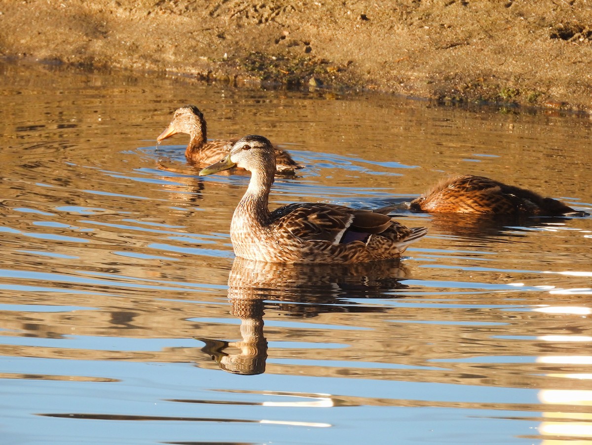 Mallard - ML636473978