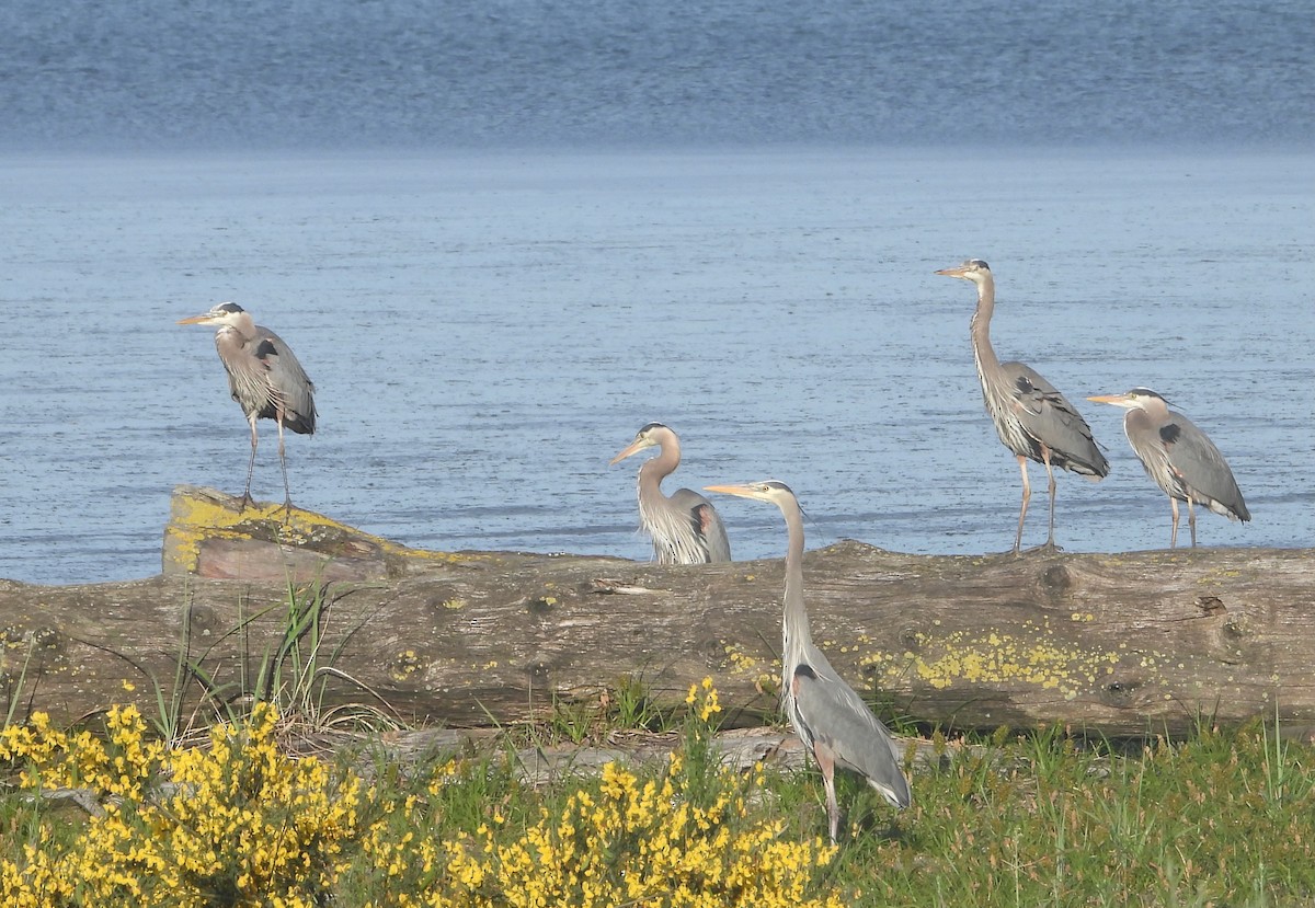 Great Blue Heron - ML636474001