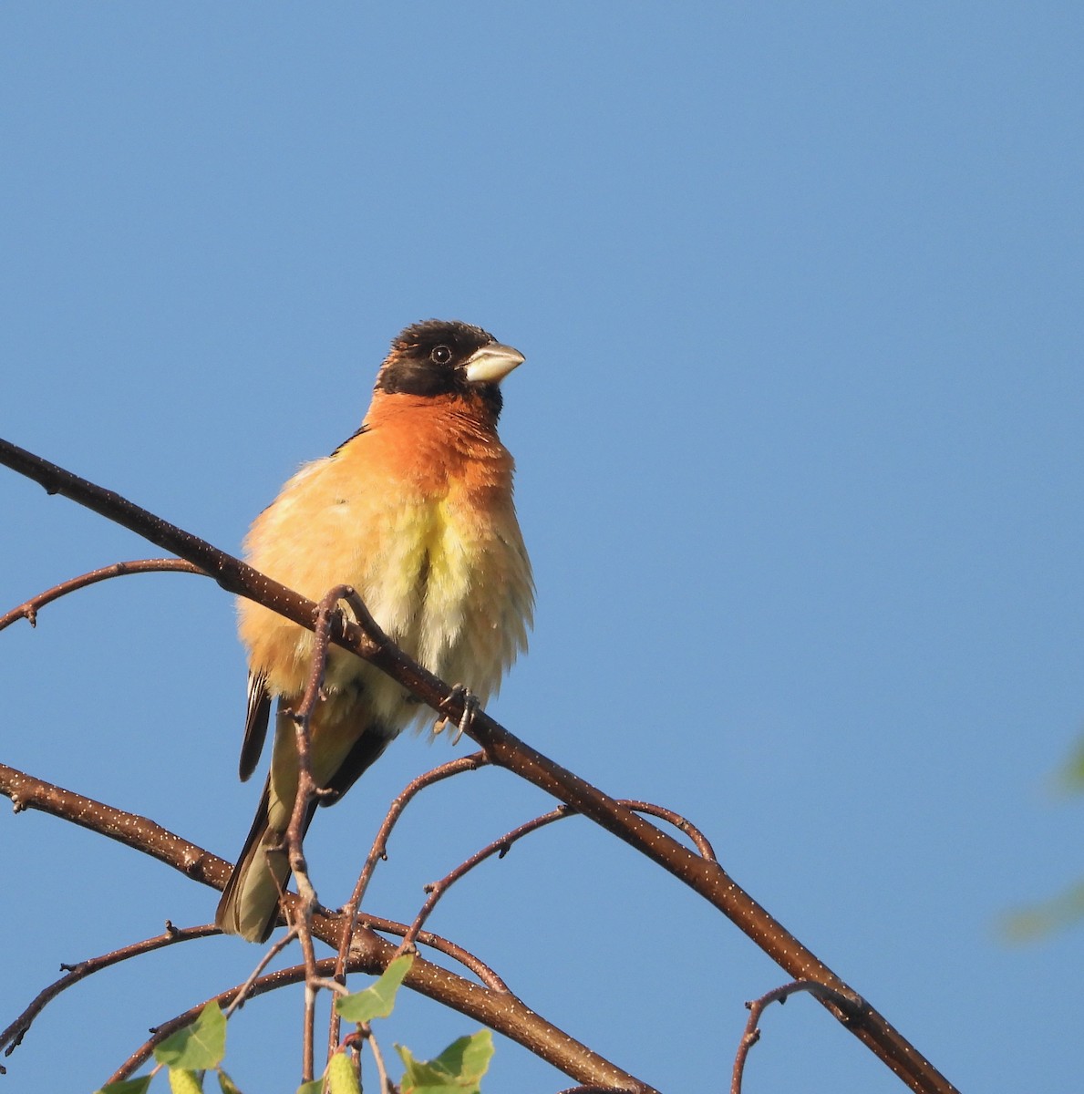 Black-headed Grosbeak - ML636474016