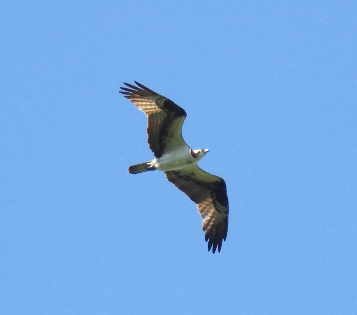 Osprey - ML636474021