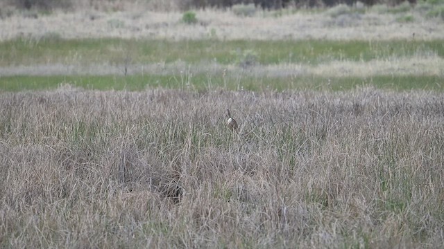 American Bittern - ML636474041