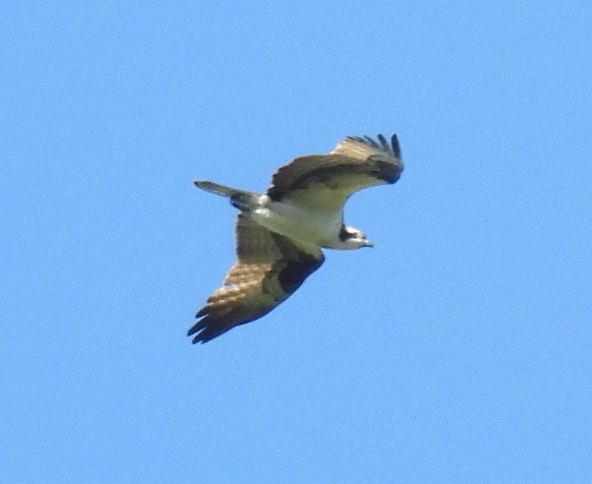 Osprey - ML636474060
