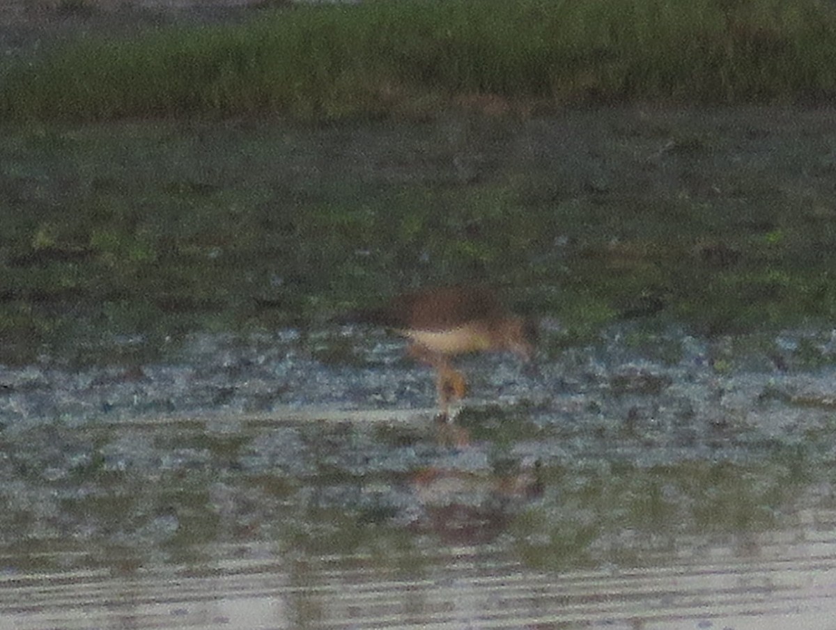 Lesser Yellowlegs - ML636474127