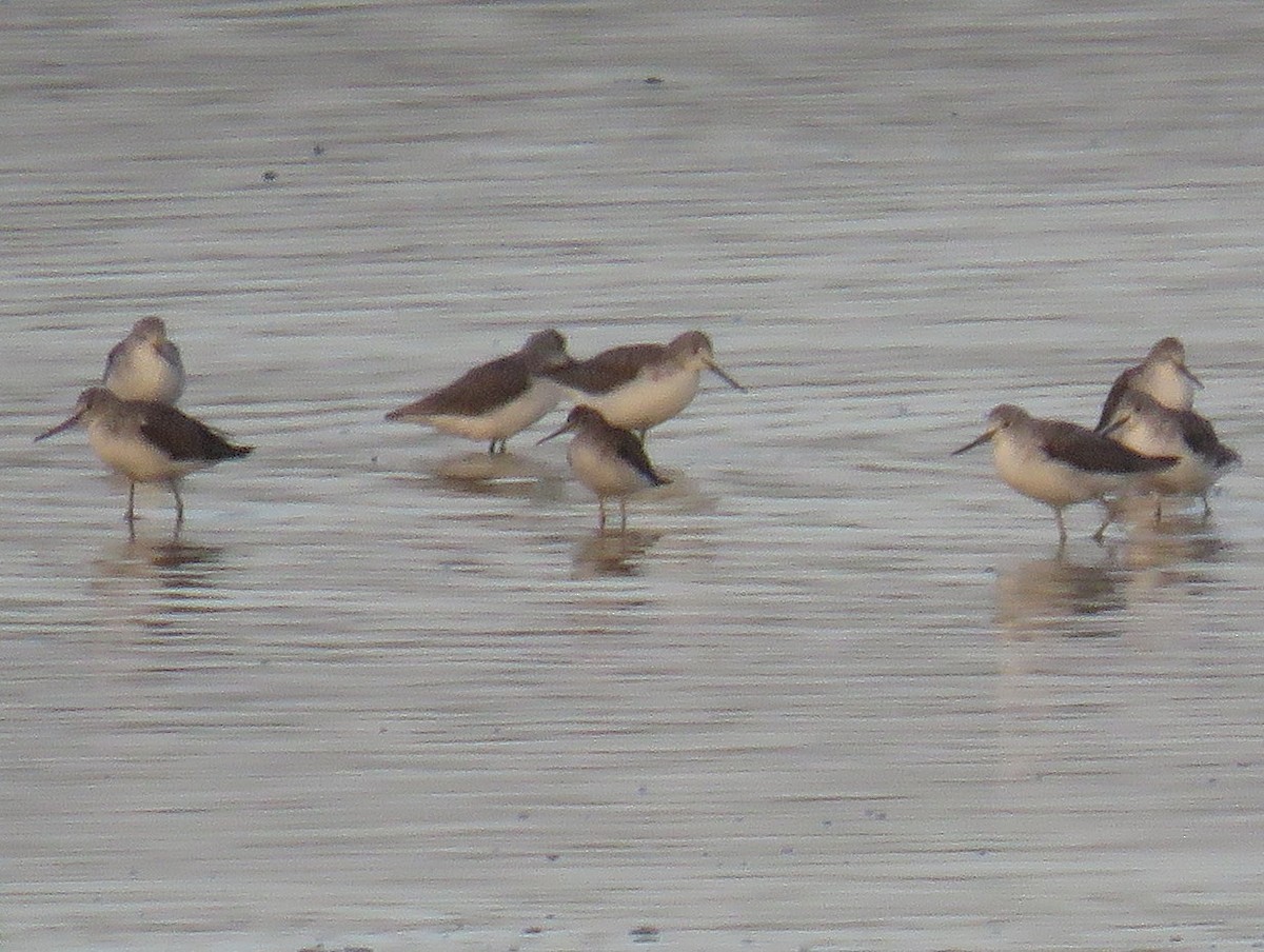Lesser Yellowlegs - ML636474128