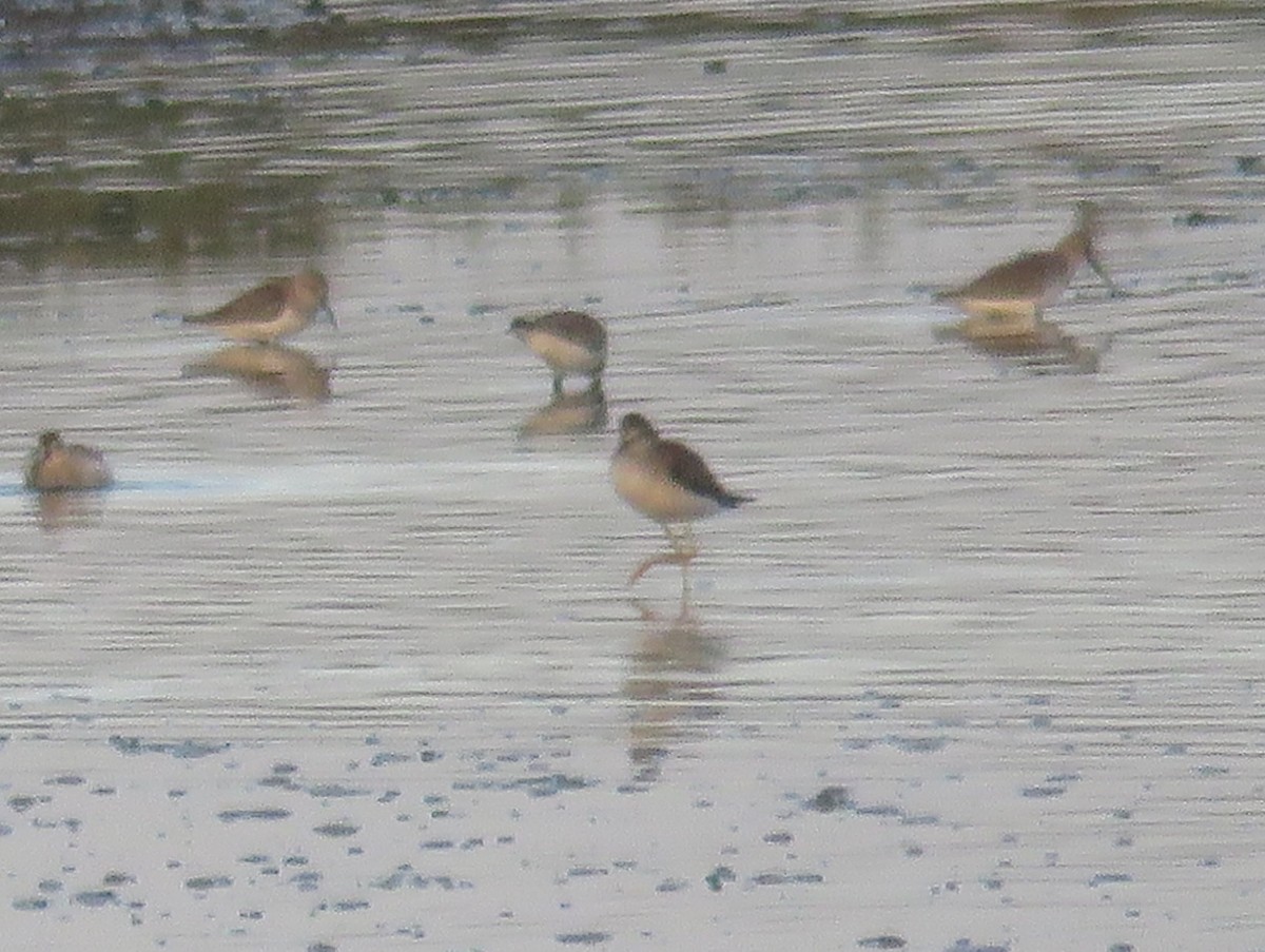 Lesser Yellowlegs - ML636474129