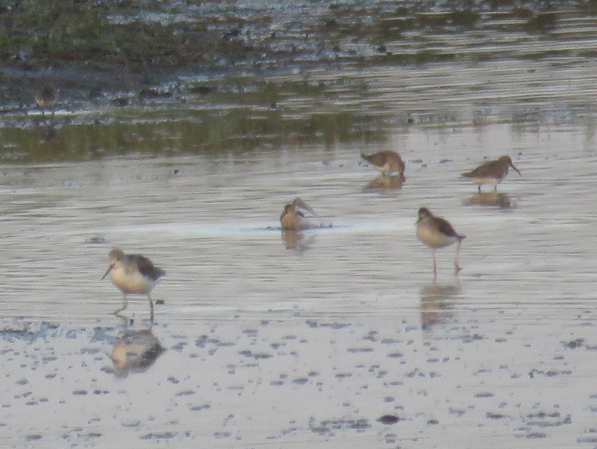 Lesser Yellowlegs - ML636474130