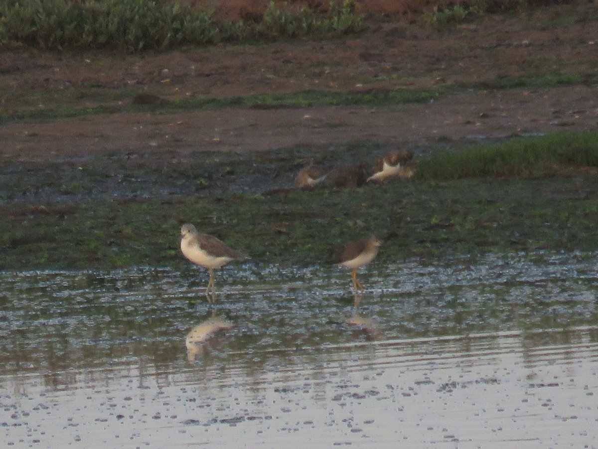 Lesser Yellowlegs - ML636474131