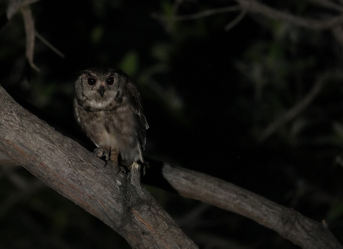Grayish Eagle-Owl - ML636474150