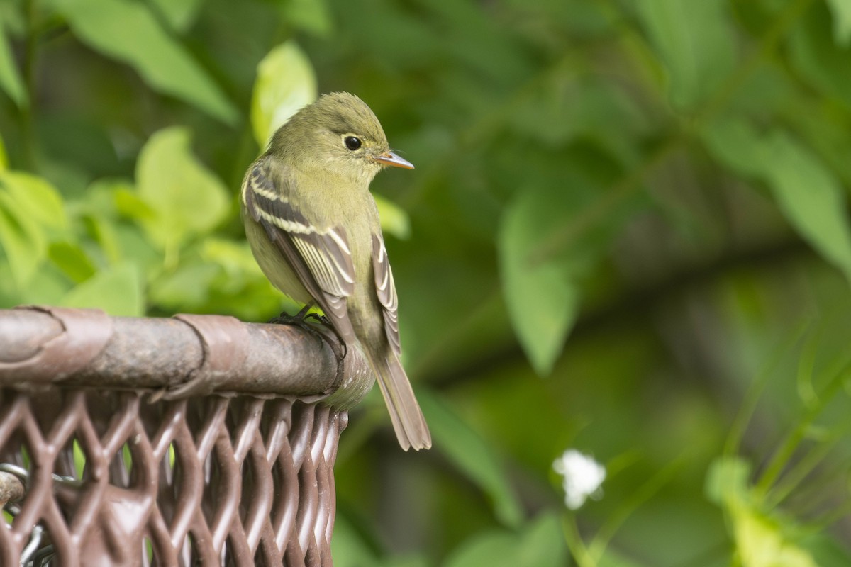 tyranovec žlutobřichý - ML636474157