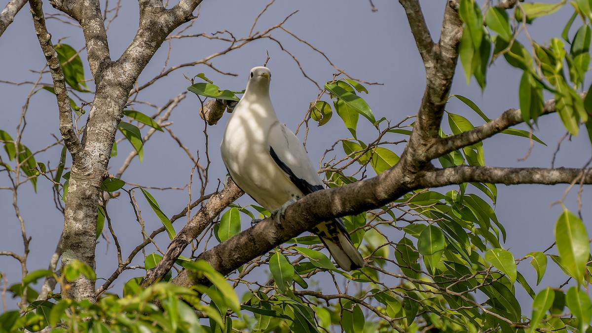 Torresian Imperial-Pigeon - ML636474173