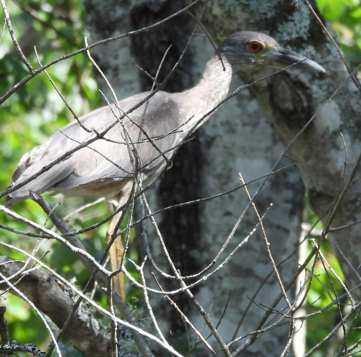 Yellow-crowned Night Heron - ML636474206