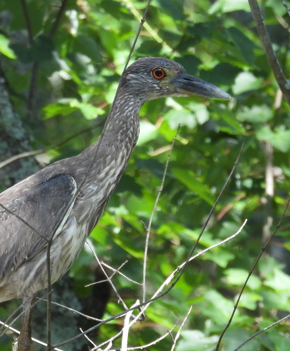 Yellow-crowned Night Heron - ML636474207
