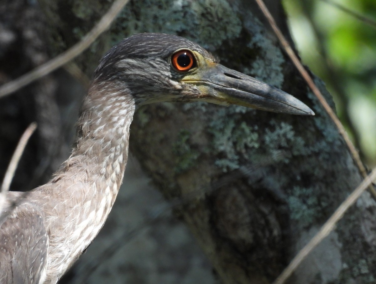 Yellow-crowned Night Heron - ML636474208