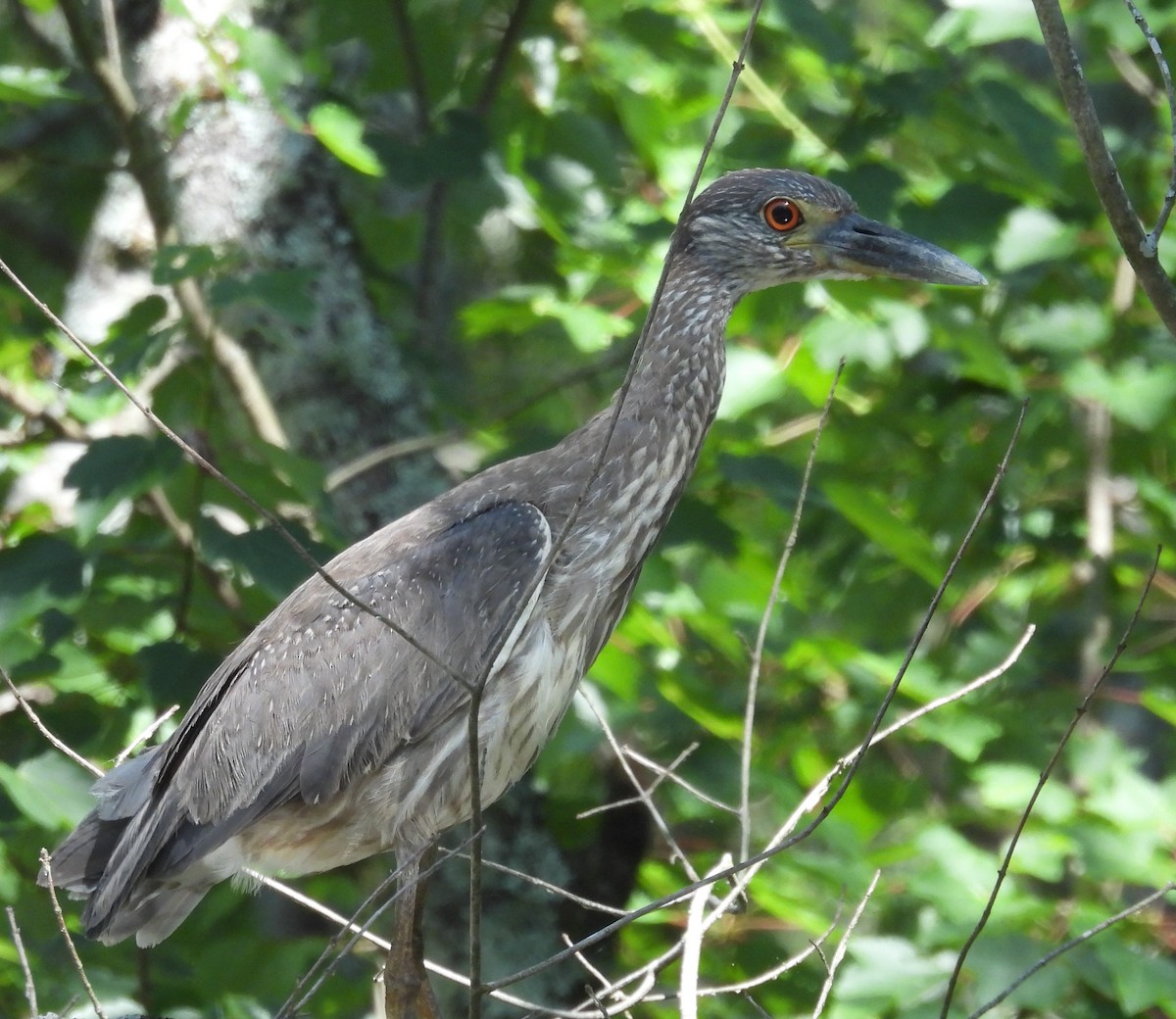 Yellow-crowned Night Heron - ML636474209