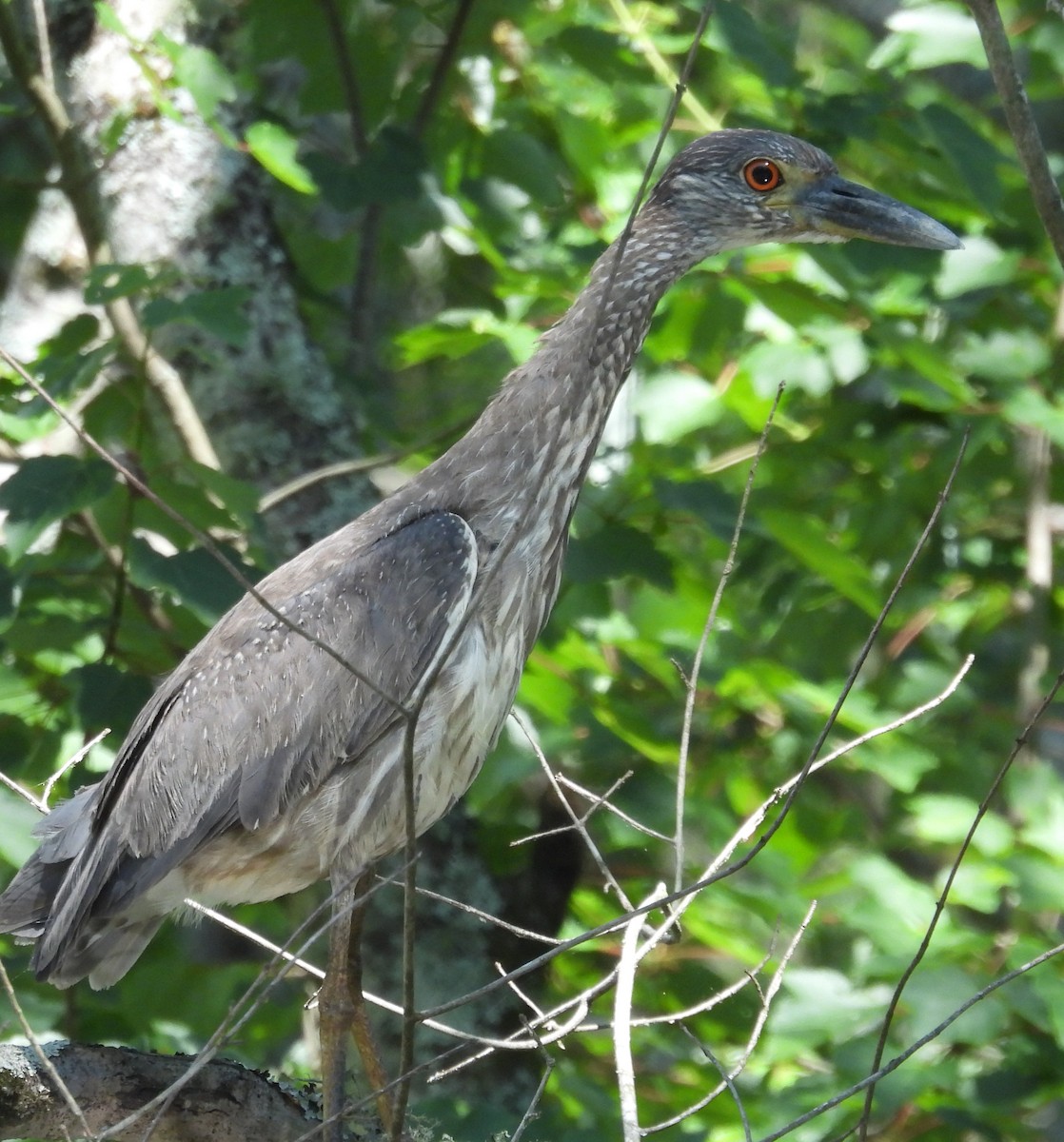 Yellow-crowned Night Heron - ML636474210