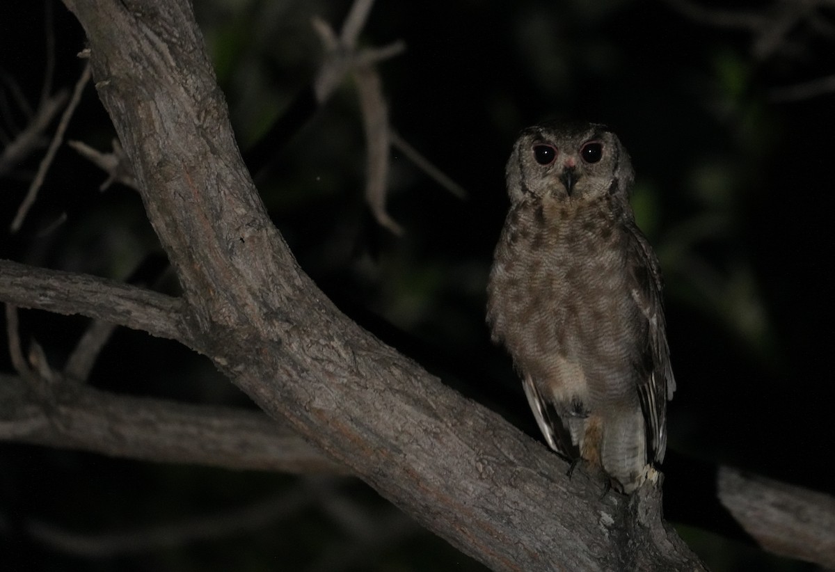 Grayish Eagle-Owl - ML636474211