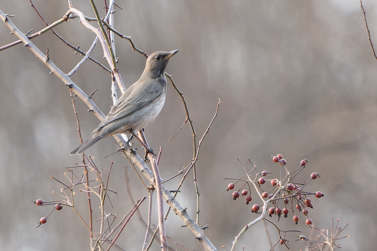 Black-throated Thrush - ML636474359