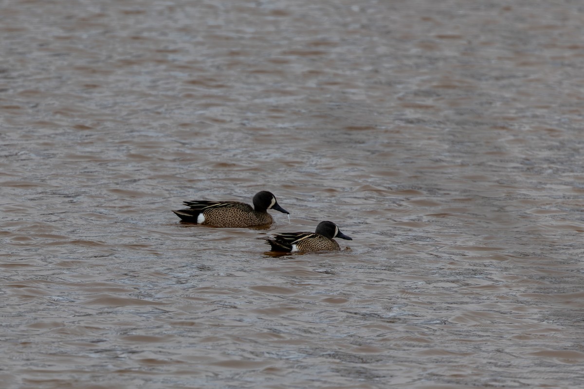 Blue-winged Teal - ML636474361