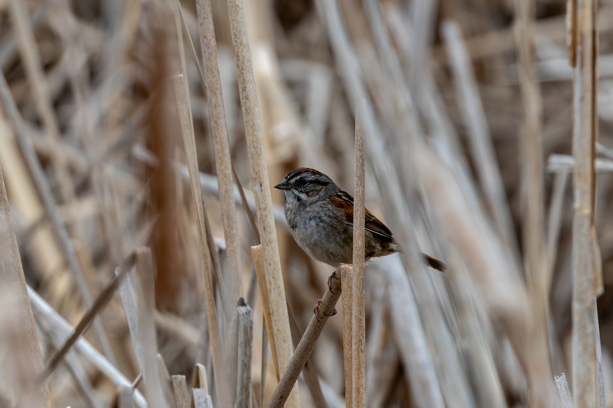 Swamp Sparrow - ML636474373