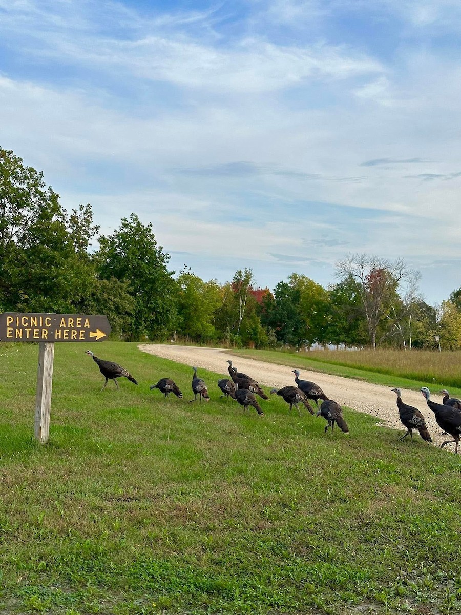 Wild Turkey - ML636474382