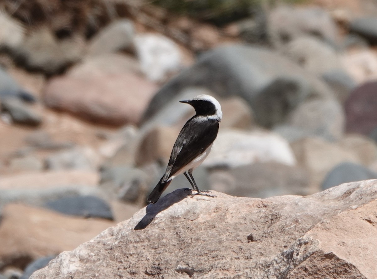 Mourning Wheatear (Maghreb) - ML636474416