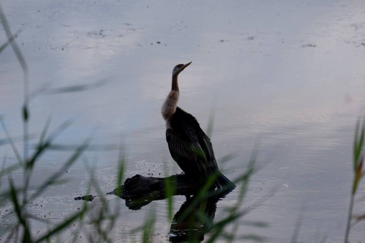 Australasian Darter - ML636474445