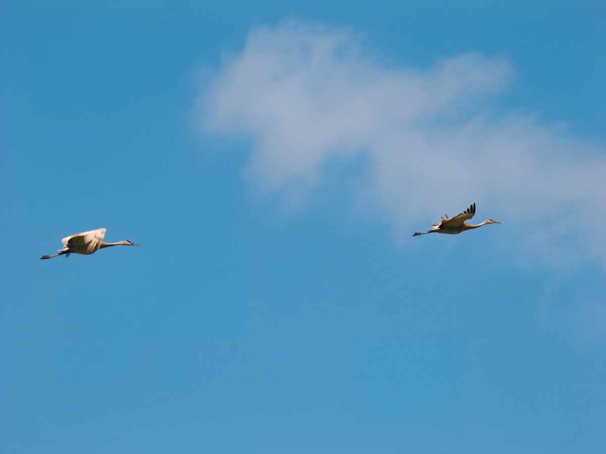 Sandhill Crane - ML636474484