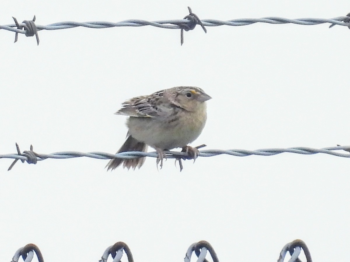 Grasshopper Sparrow - ML636474502