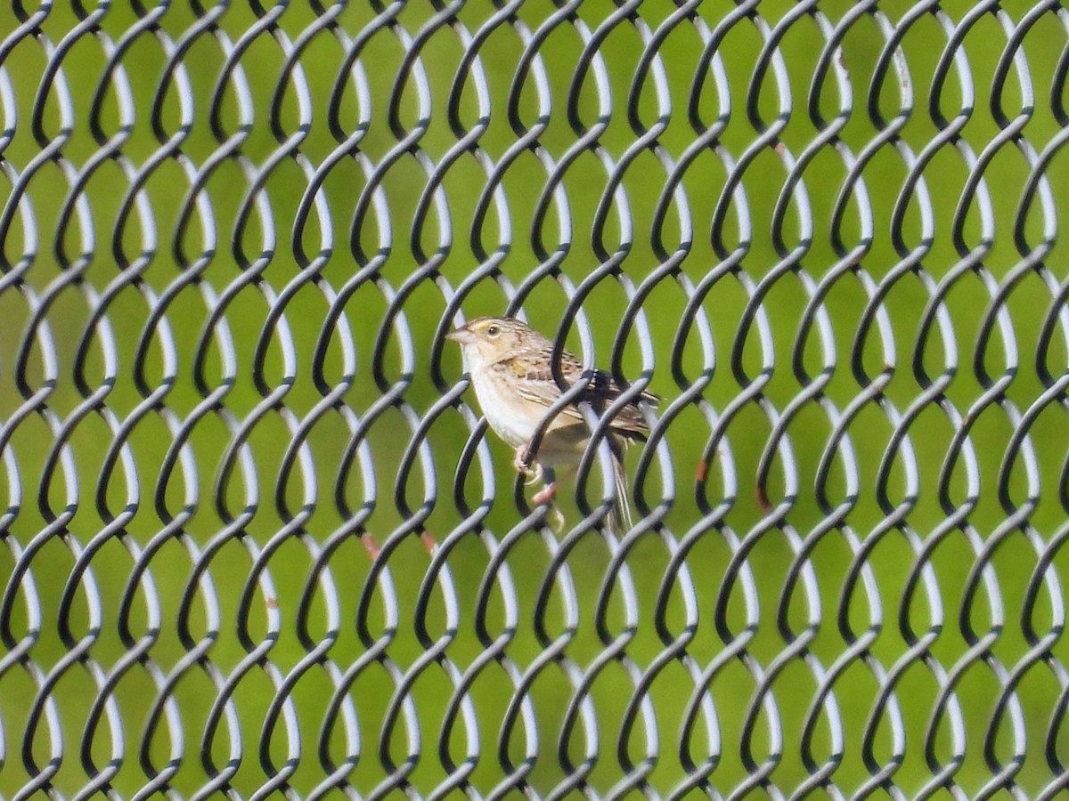 Grasshopper Sparrow - ML636474503