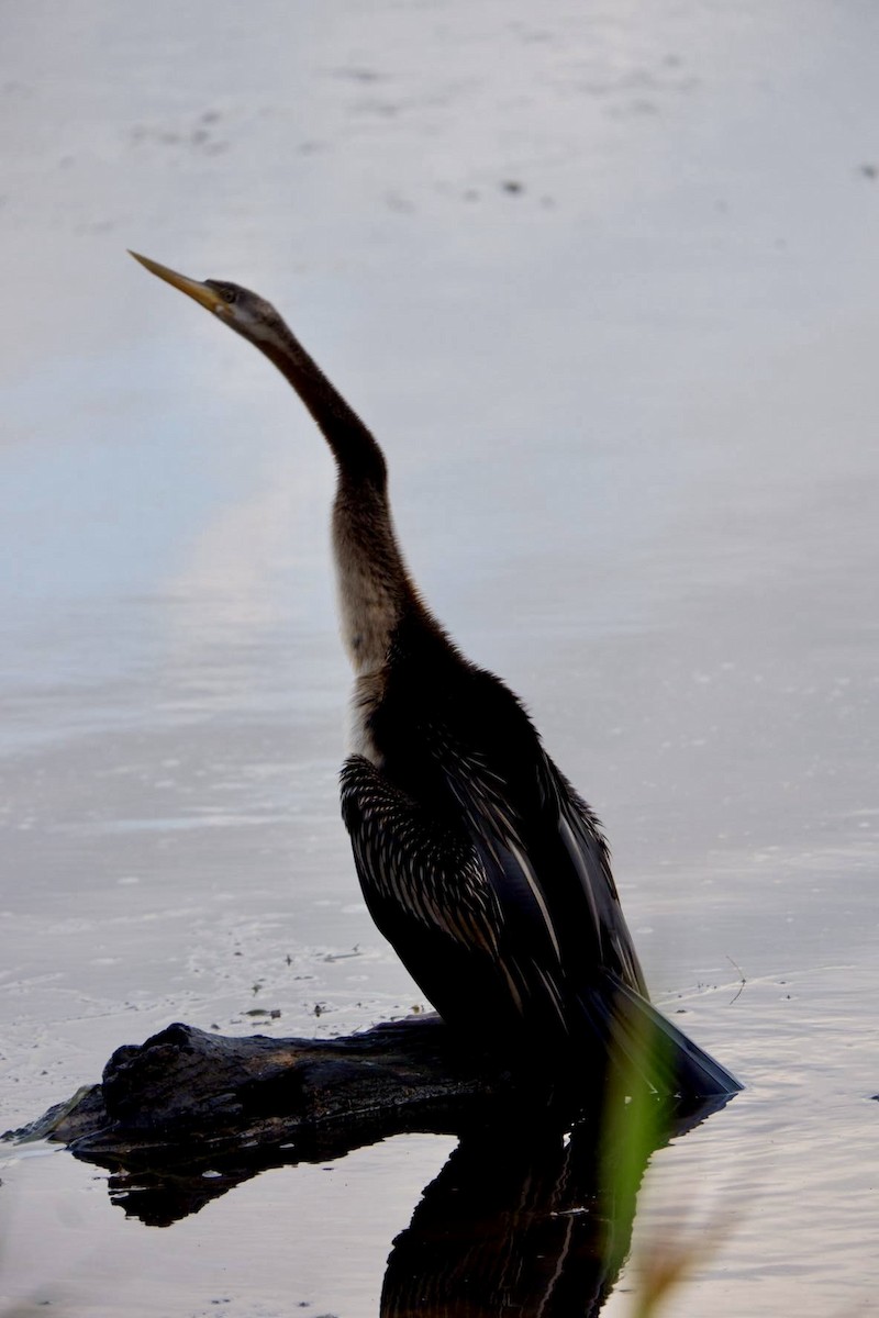 Australasian Darter - ML636474515