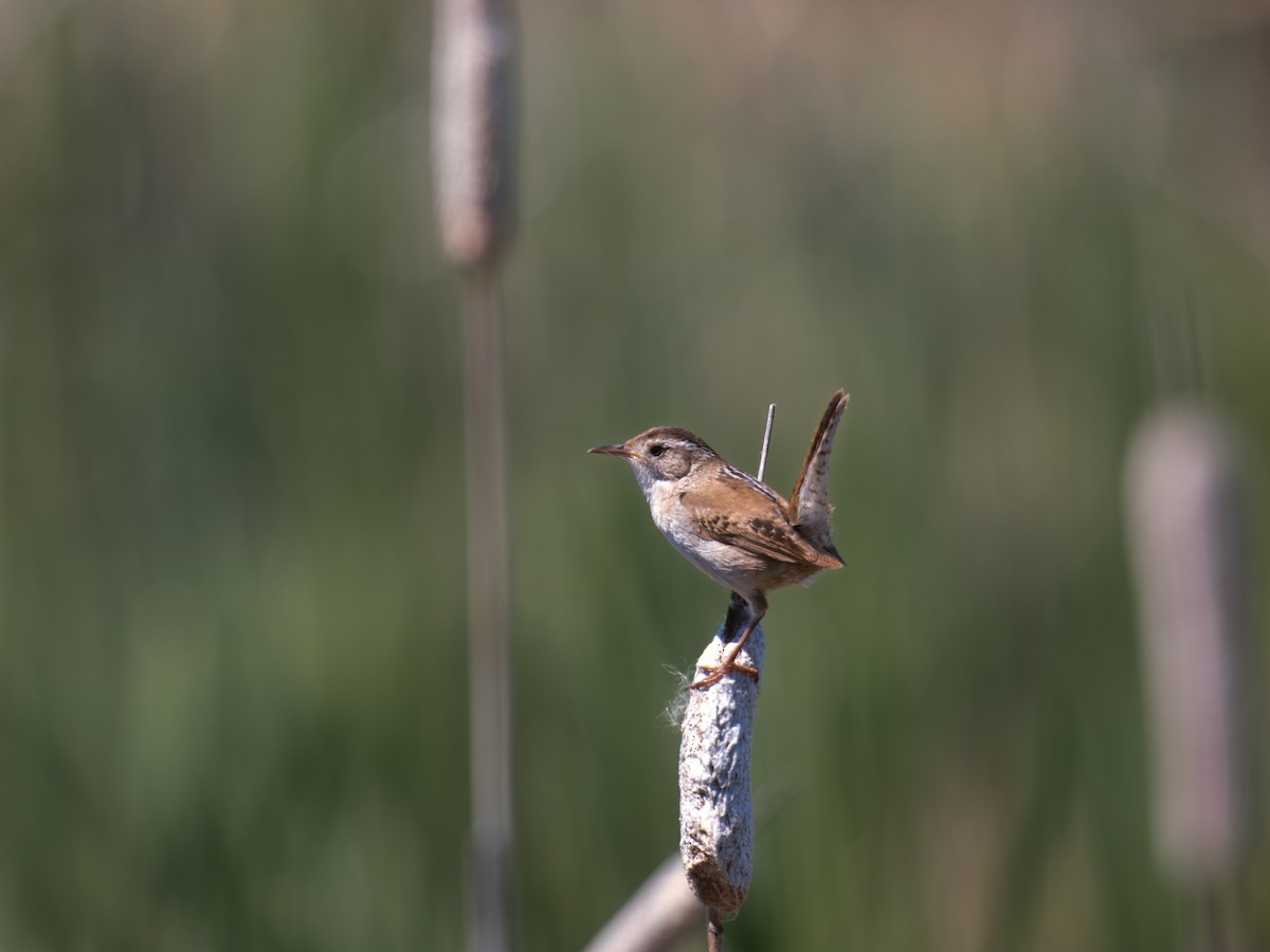 Marsh Wren - ML636474546