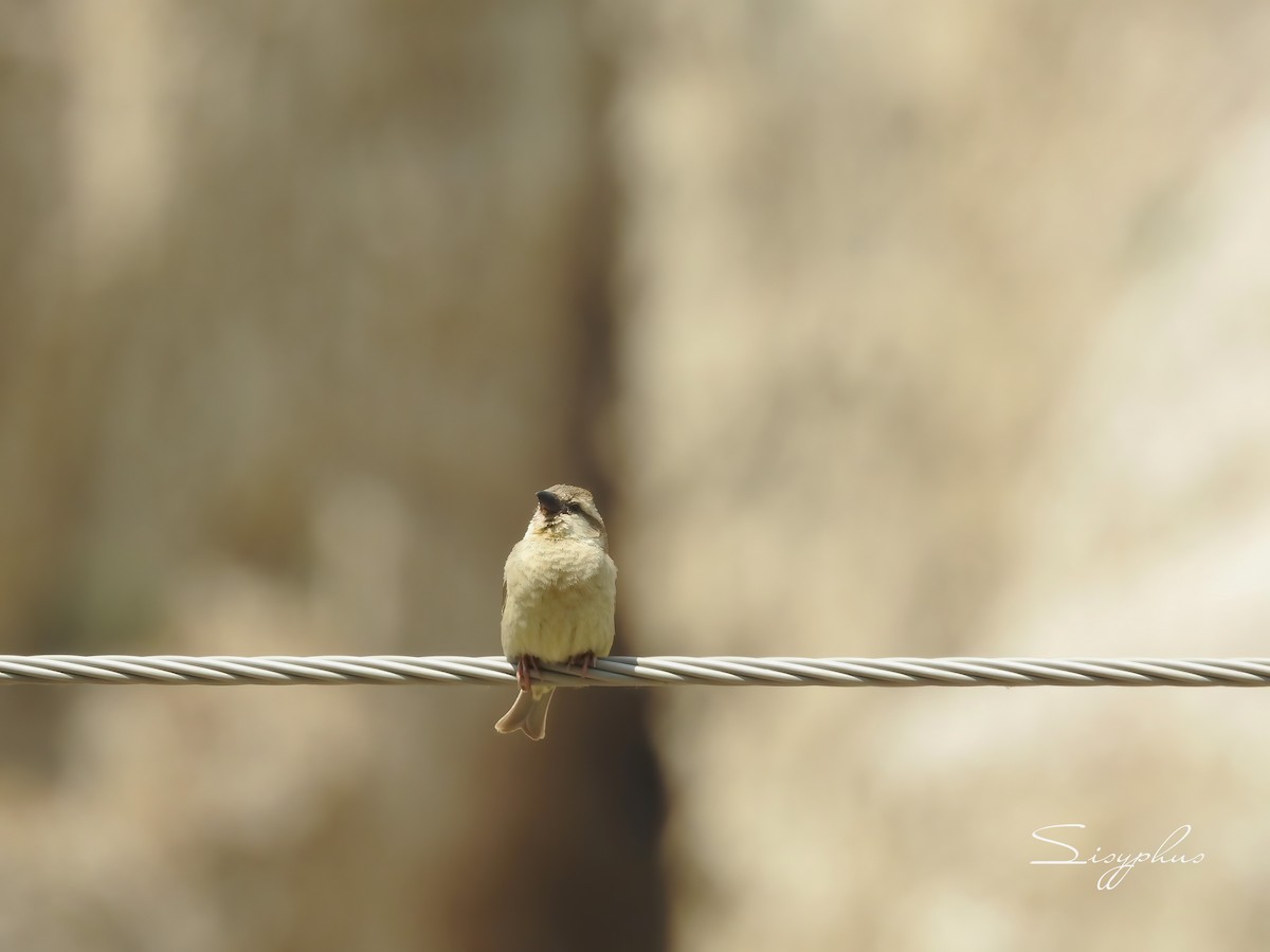 Russet Sparrow - ML636474550