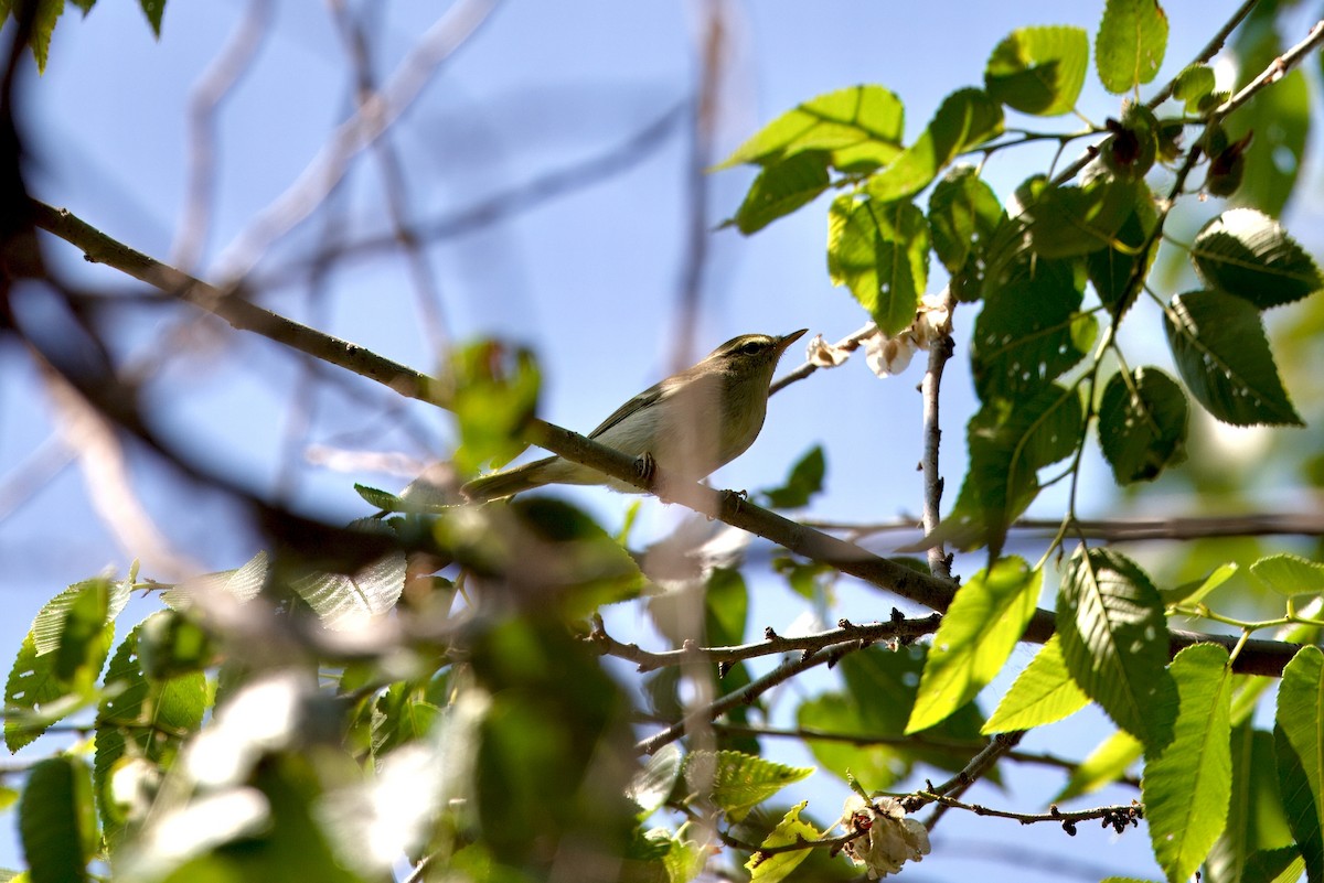 Two-barred Warbler - ML636474563