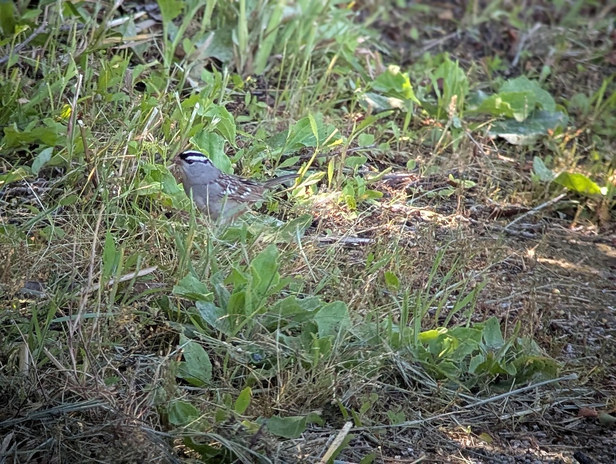 ミヤマシトド - ML636474573