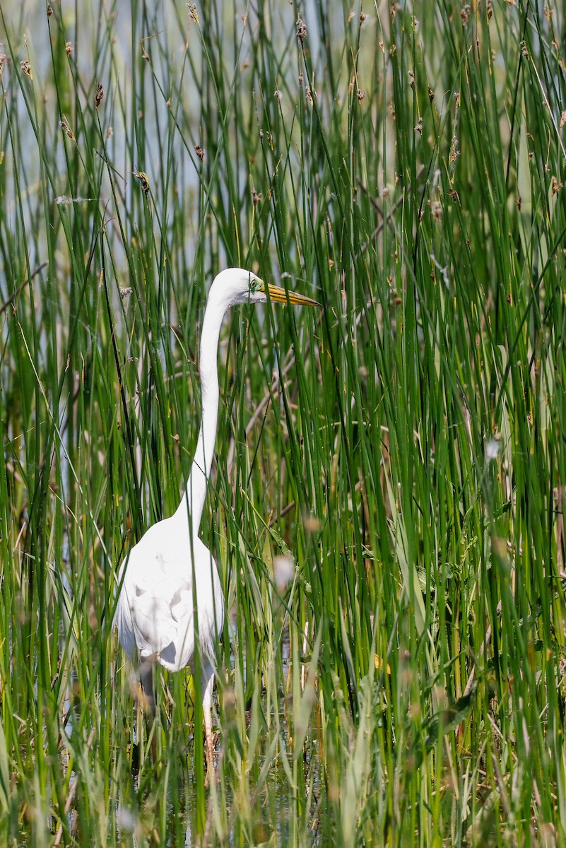 Airone bianco maggiore (alba) - ML636474589
