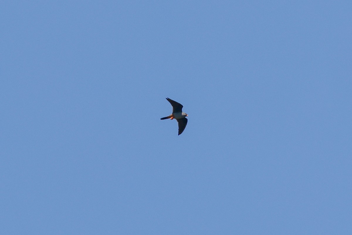 Falco cuculo - ML636474608